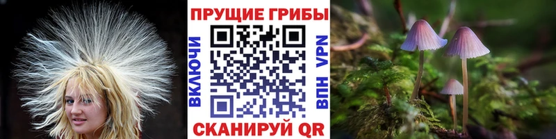 Галлюциногенные грибы Psilocybine cubensis  как найти закладки  Волгодонск 